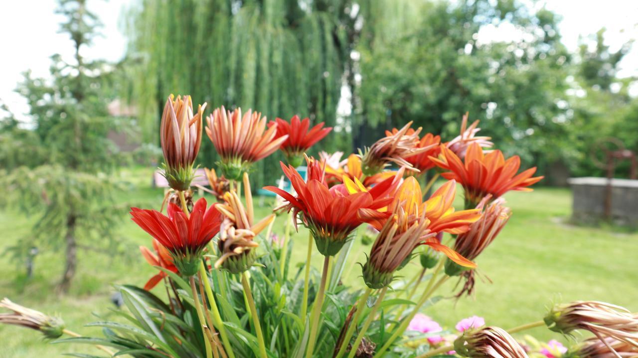 Home Tara Haţeg Dış mekan fotoğraf
